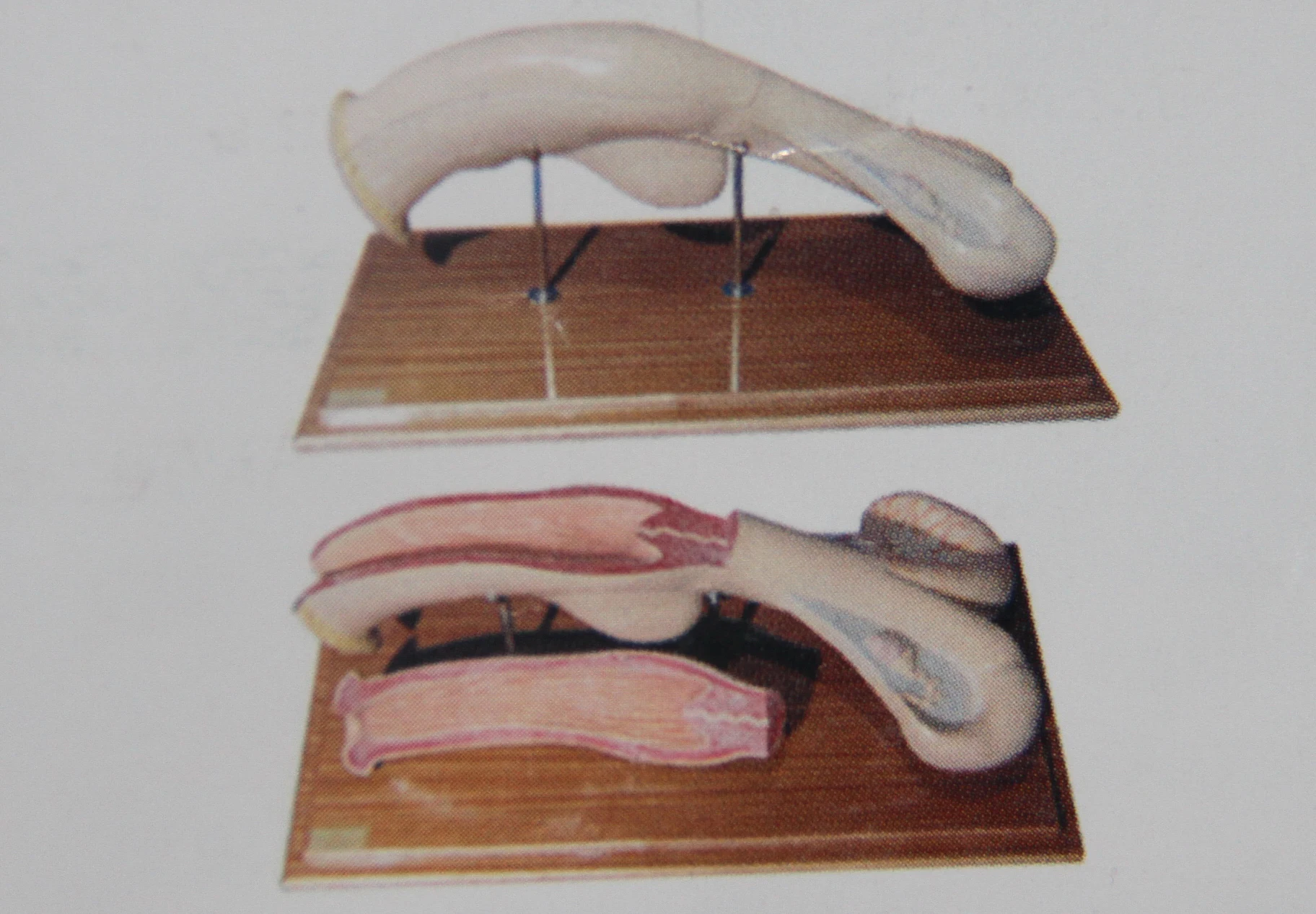 cow anatomical model cattle anatomy models of animals