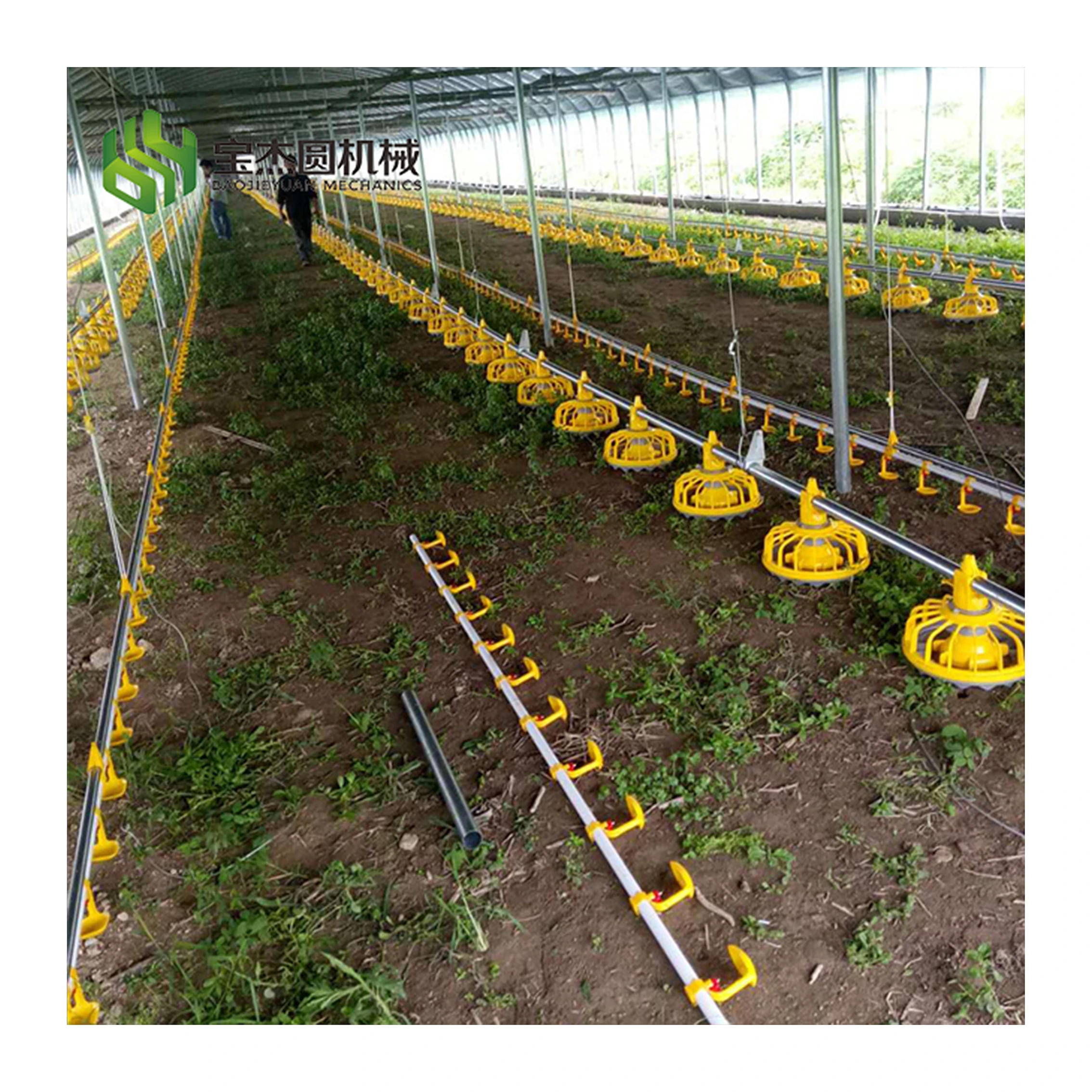 Broiler Breeder Raising Growing Equipment System Plant Line Layer Farm Poultry for Chicken House