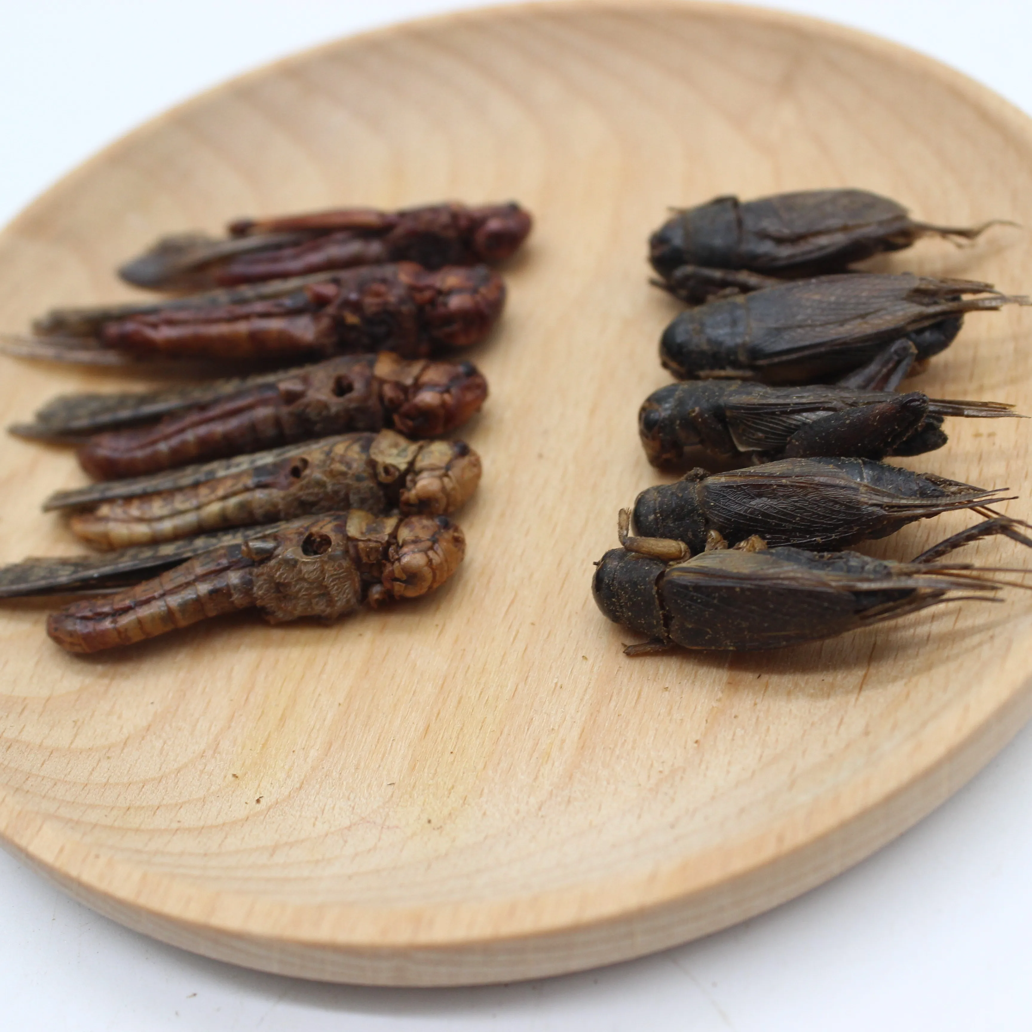 
Factory Sell organic pet bird food dried grasshopper dried cricket 