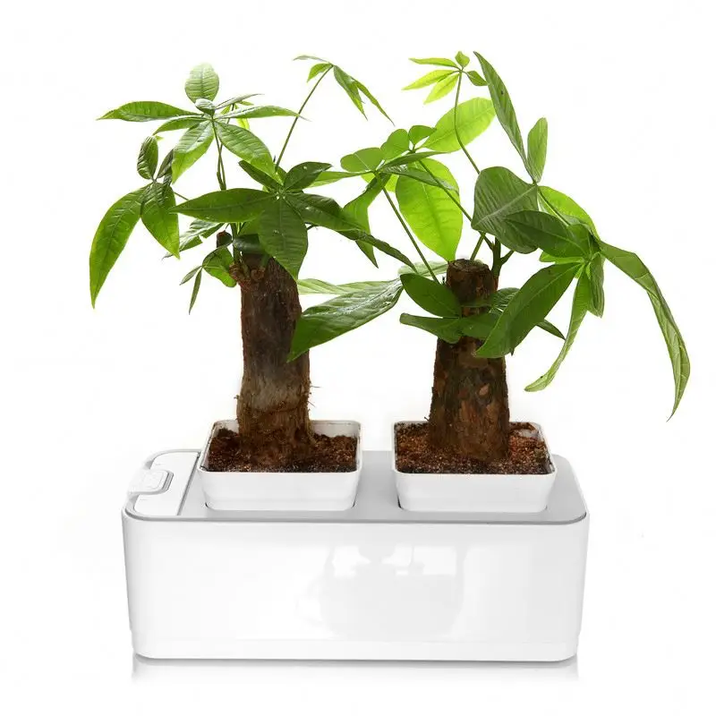 indoor outdoor plants