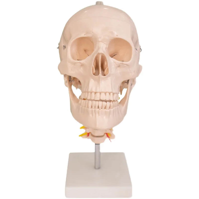 Life Size Human Skull Model Anatomical Anatomy Teaching Skeleton Head Studying Teaching Supplies