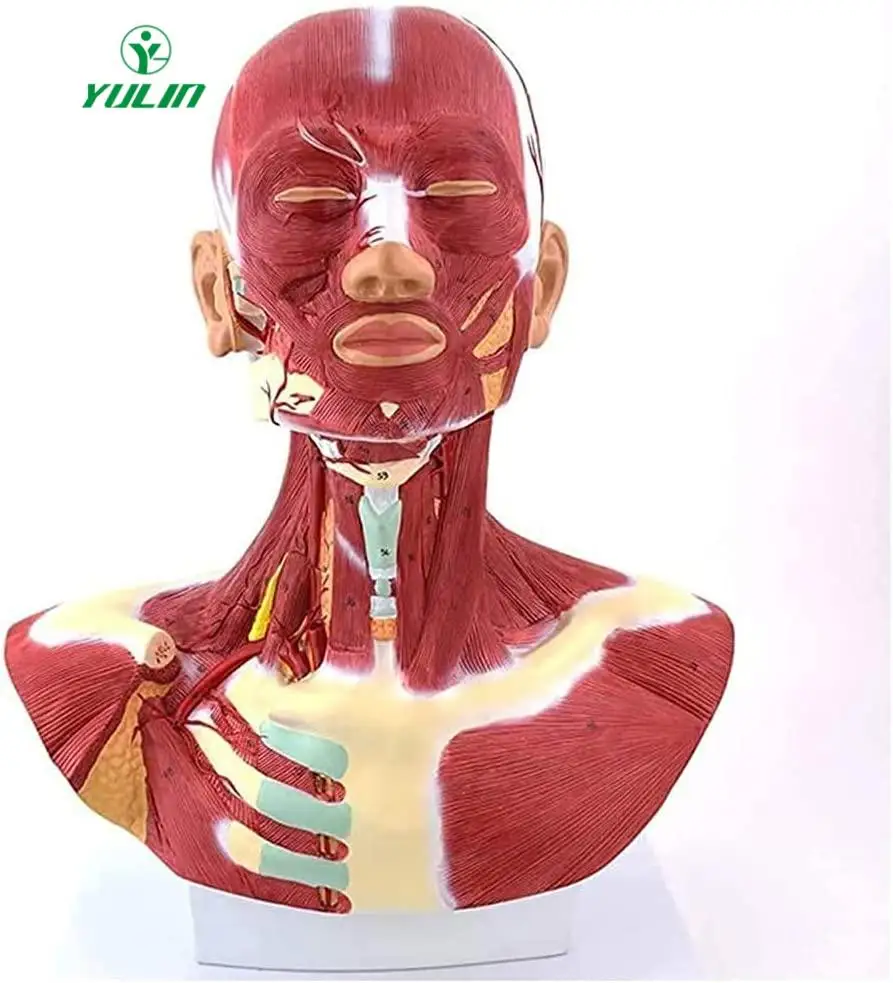 Модель человеческих мышц головы и шеи груди, анатомическая модель швов, модель человеческих мышц головы и лица для демонстрации медицинского обучения