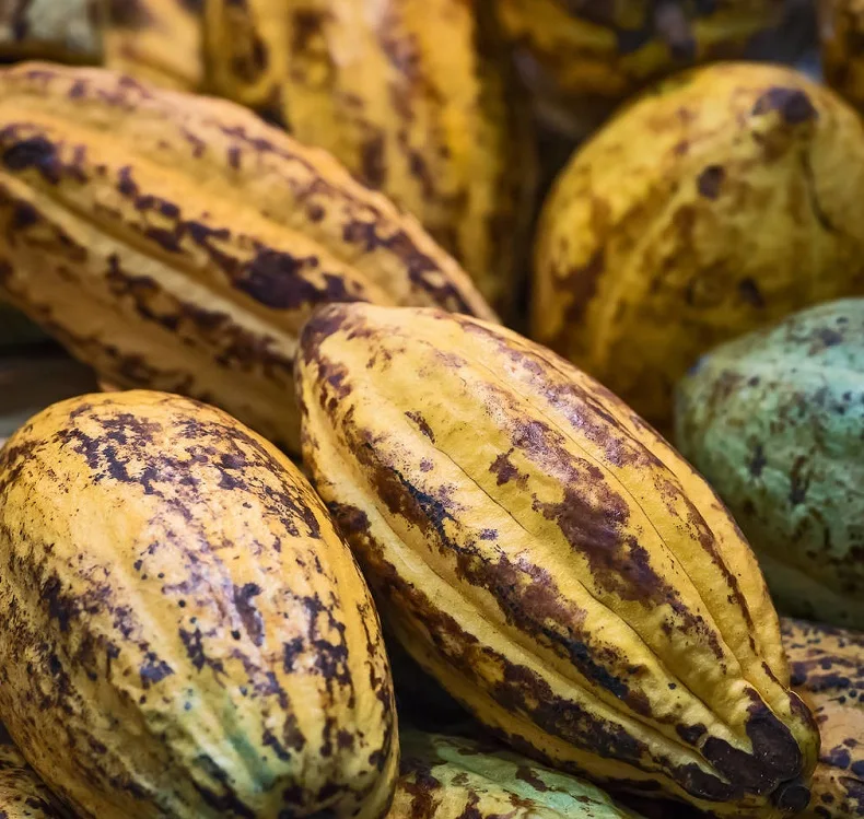 Deodorized Cocoa Butter Cocao Butter Pure Natural Cocoa