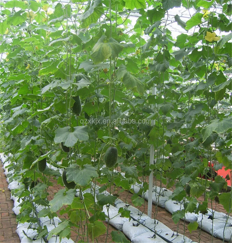 Large size hydroponic container farm plastic greenhouse hydroponic flood tray is scheduled polytunnel greenhouse