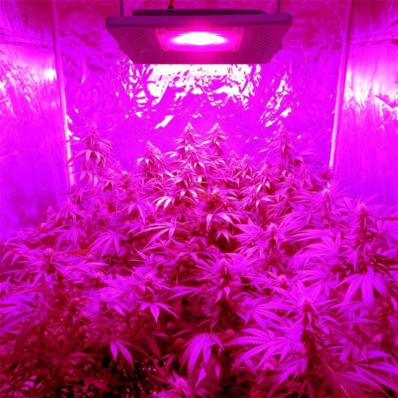 QFS-520 Back commercial hydroponics flower solar grow light  50W 100W 150W Full Spectrum indoor cob led grow lights waterproof