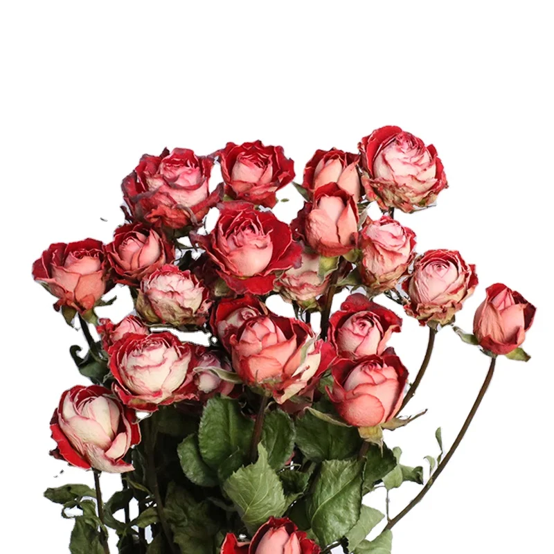 Natural dried rose dry flowers long life roses bouquet with stem