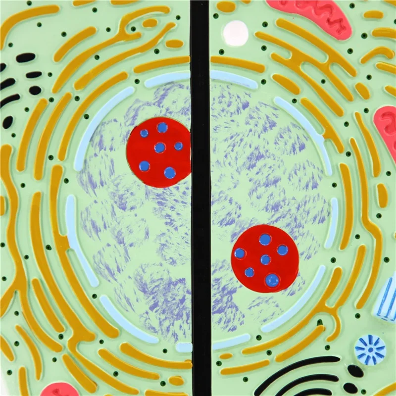 Animal and plant cell model showing the detailed structure for student learning biology model