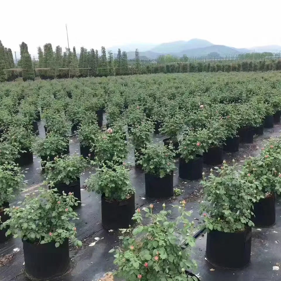 Plant Grow Bags Heavy Duty Potato Growing Bags with Handle Non woven Fabric Pots Breathable Gardening Bags Planters