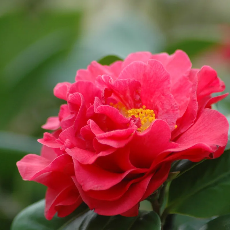 
Garden Bonsai Flowers Tree Seeds / Camellia Flower Seeds For Planting 