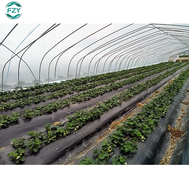 mushroom growing container agricultural thai film single-span turnkey project with quick construction greenhouse for farming