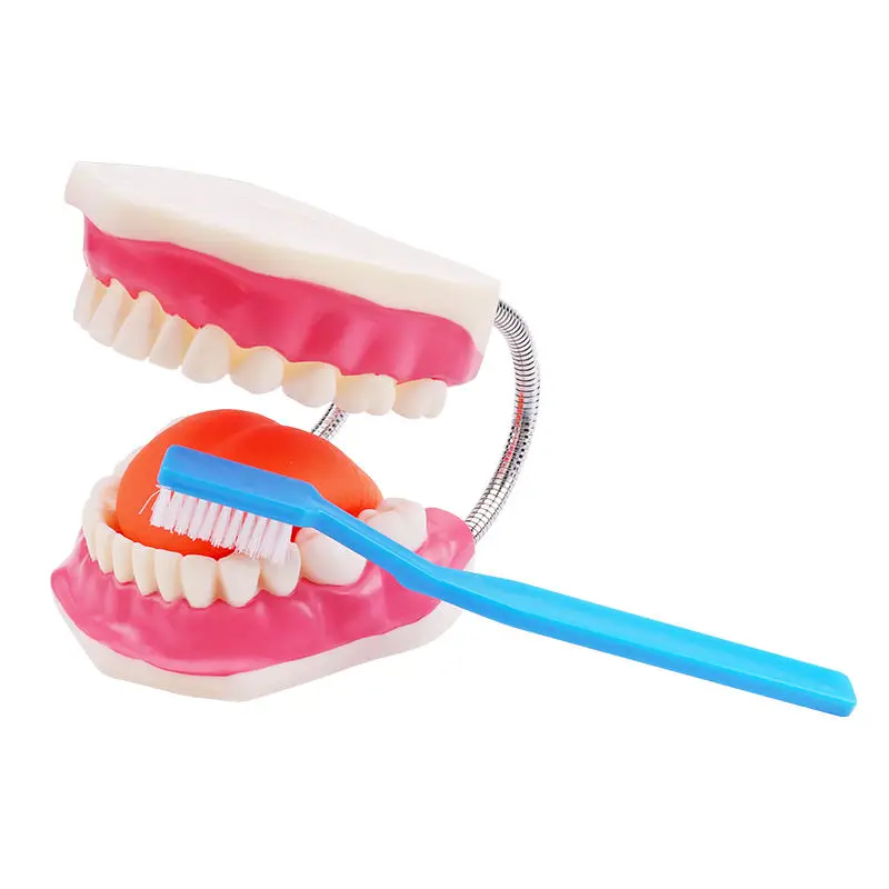 dental orthodontics doctor toys medic model dental model toys educational