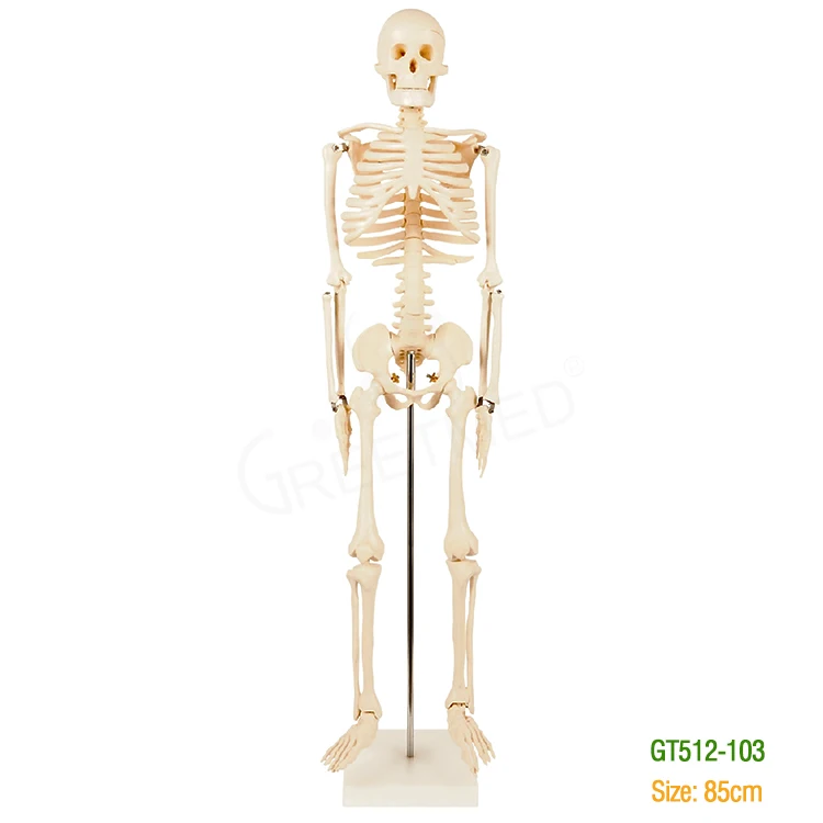180cm 85cm pvc humano esqueleto medical anatomy skeleton original color muscule human skeleton model
