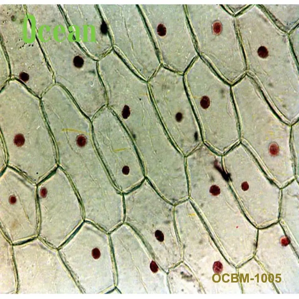 Epidermis of onion  W.M microscope prepared slice  for education and school