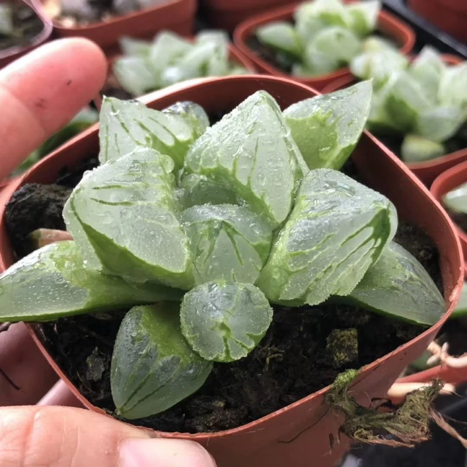 H165 haworthia Atropha «Ледяной город» Редкие суккуленты живое растение 3 5 горшок бонсай комнатное эферия кактус