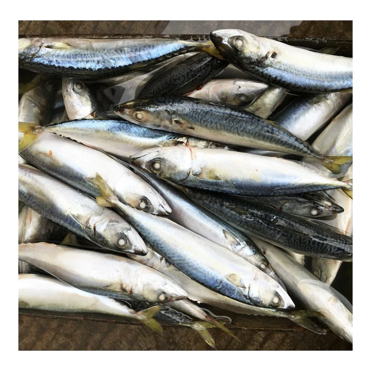 Новая морская замороженная Тихоокеанская скумбрия 10 кг 15 упаковка