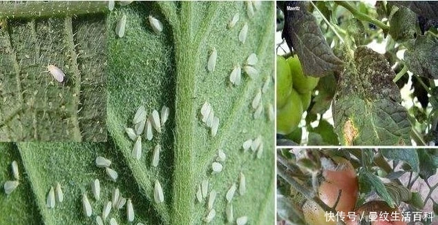 50%WDG 70%WP 97% TC  pymetrozine 50 wg