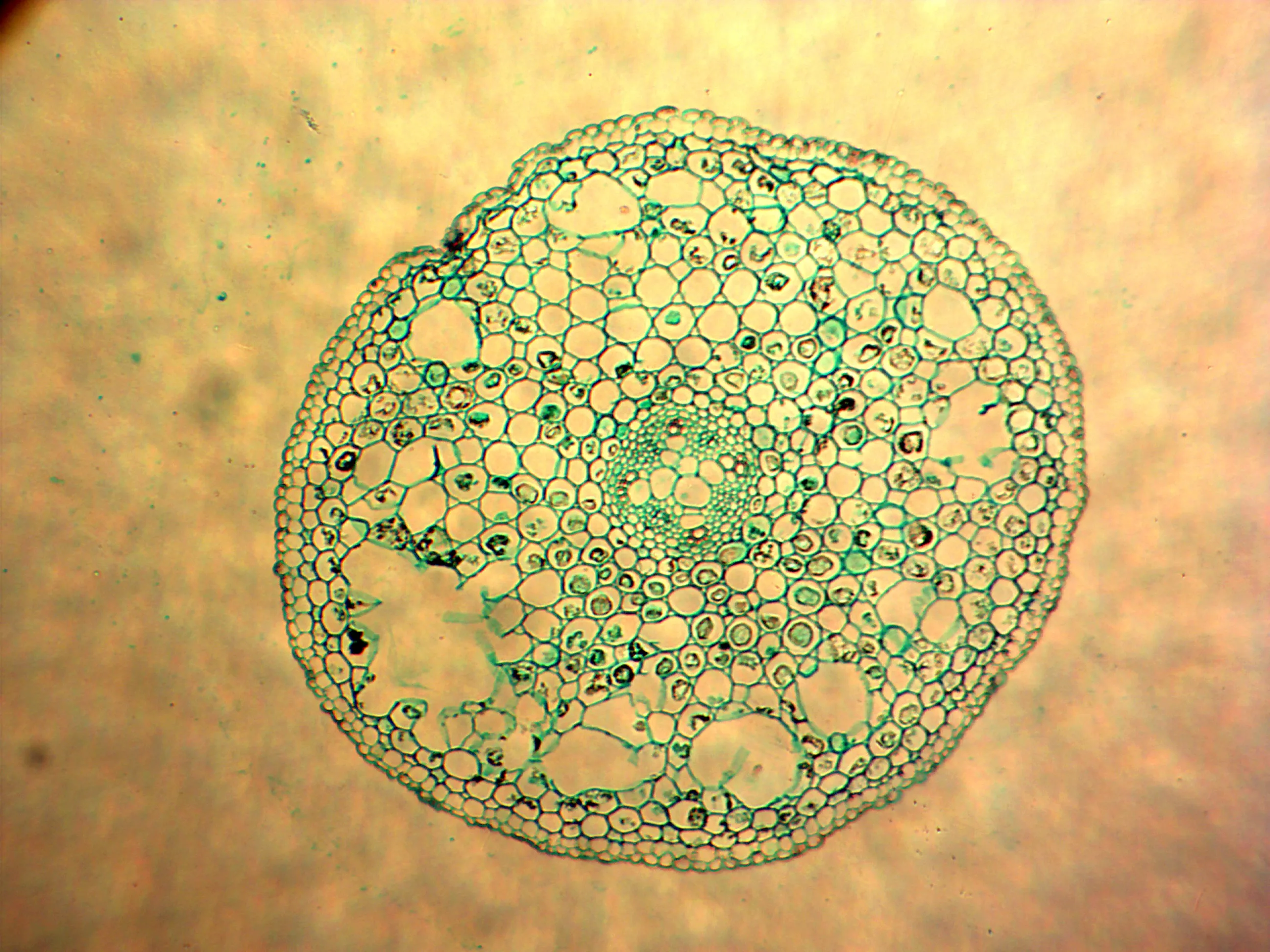 Lab 100 Pcs Microscope Slides Prepared for Kids Students Biology Specimen Lab Sample with Insects Plants Learning Home School