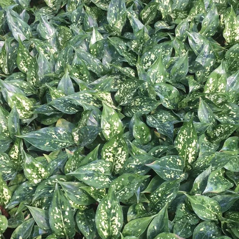 Культура тканей растений рассады изумрудно-рассада