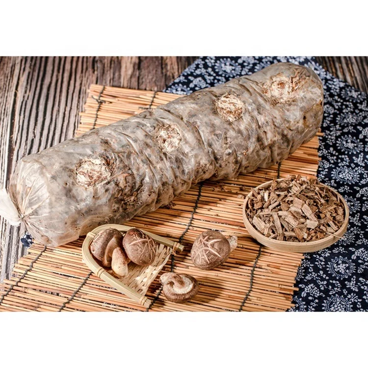 High Quality Service Mushroom Growing Kit Shiitake Mushroom Logs For Sale