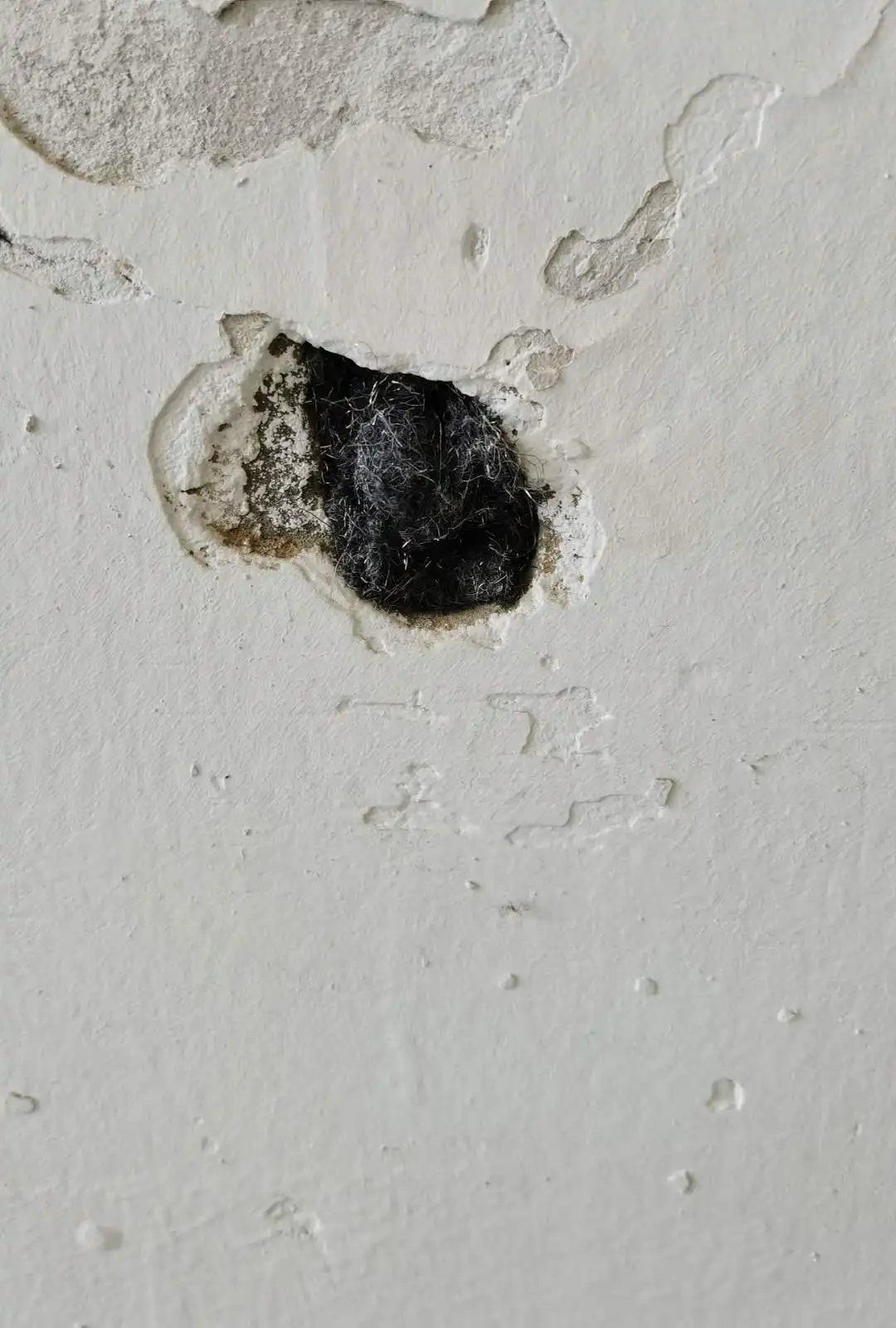 Steel Wool Prices Manufacturers For Pets