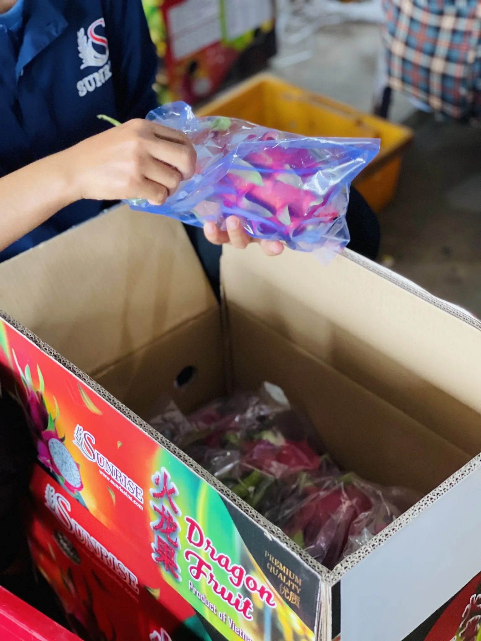 Vietnam Dragon Fruit Export To India Hong Kong Tropical Fresh Fruit 100% Maturity With Common  WHATSAP 0084 989 322 607