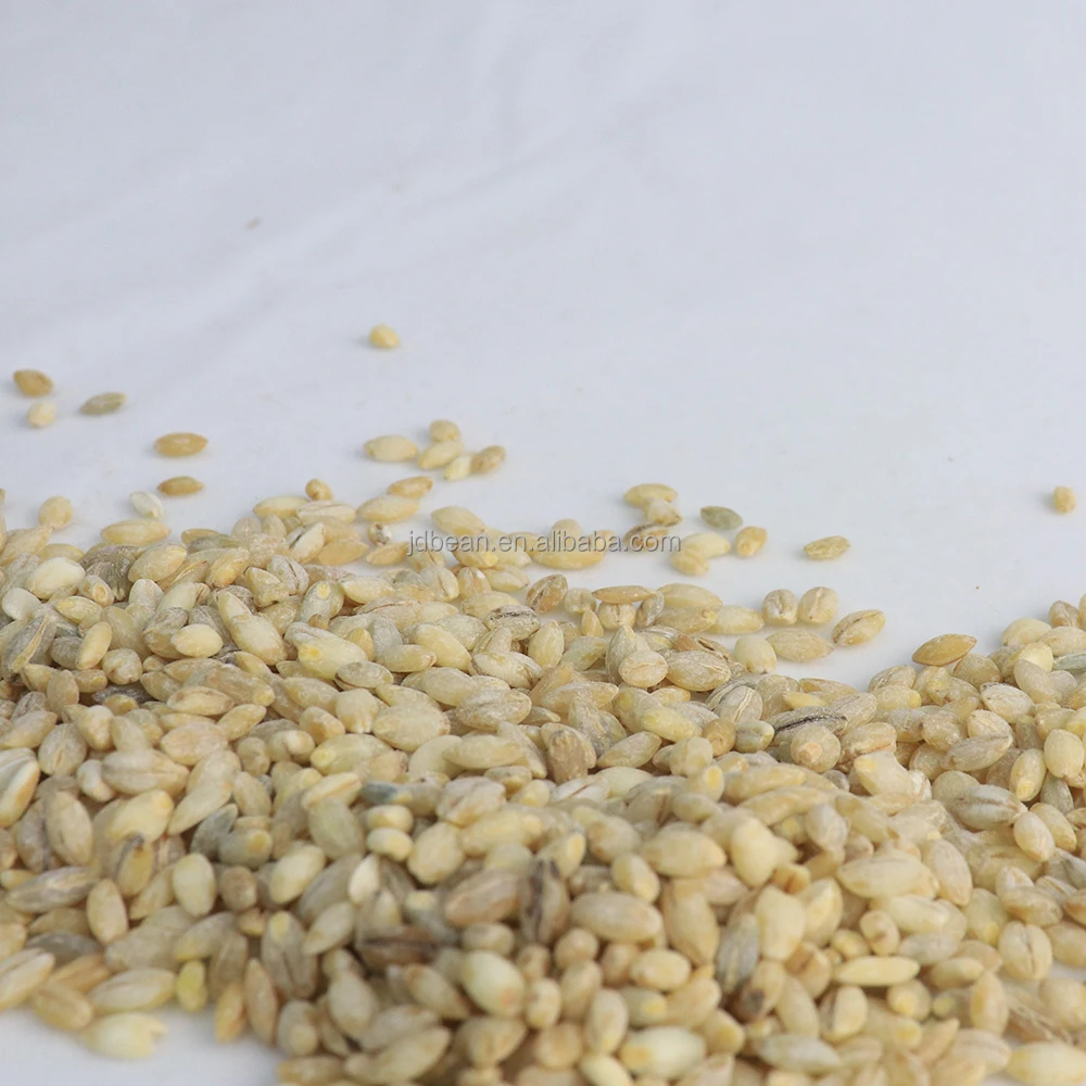 Wholesale Low Fat High Protein Qinghai Origin Qingke Hordeum Vulgare Highland Barley Green Barley Grain