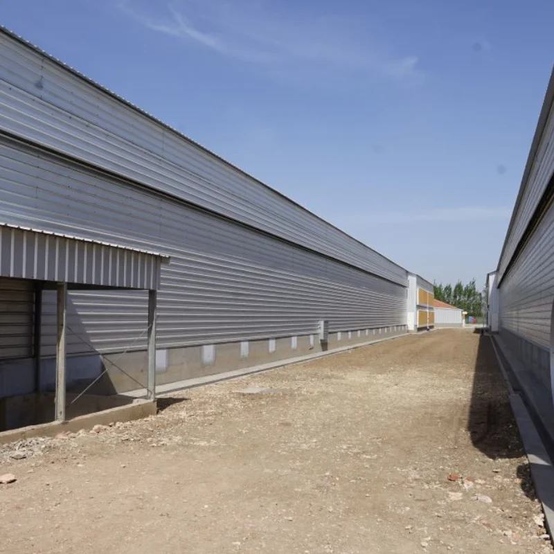 Poultry Chicken Cage Layers Poultry Farming Equipment Supplier Poultry Cages For Layer Chickens For 50000 Birds