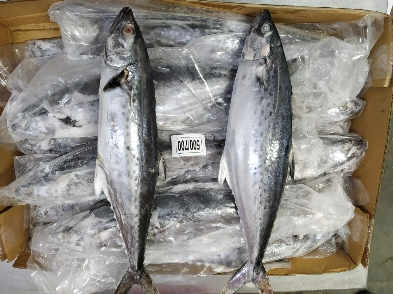 Frozen Seer fish whole from India
