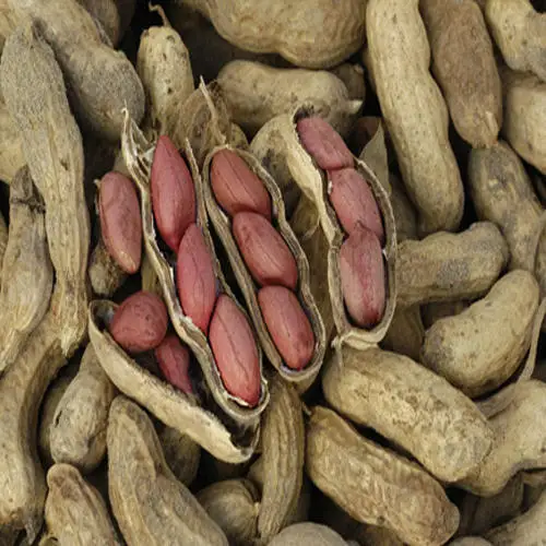 Best Quality Organic Peanuts