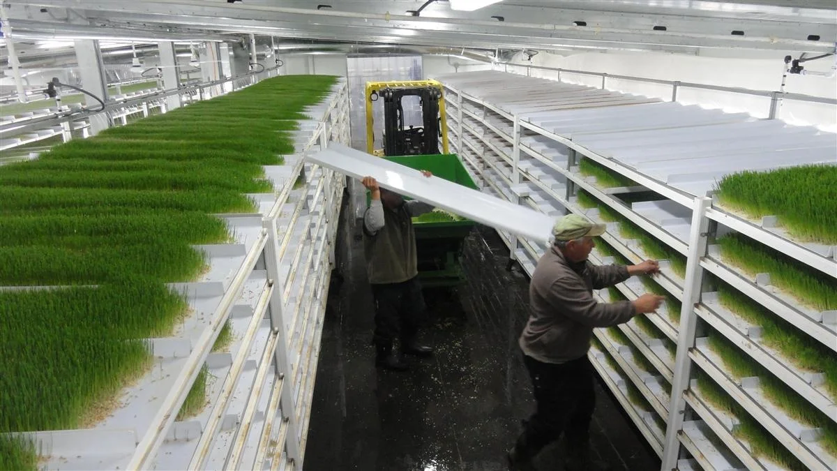 Hot Sale Barley Vertical Fodder Growing Shelf Hydroponic Fodder Grow System For Animals