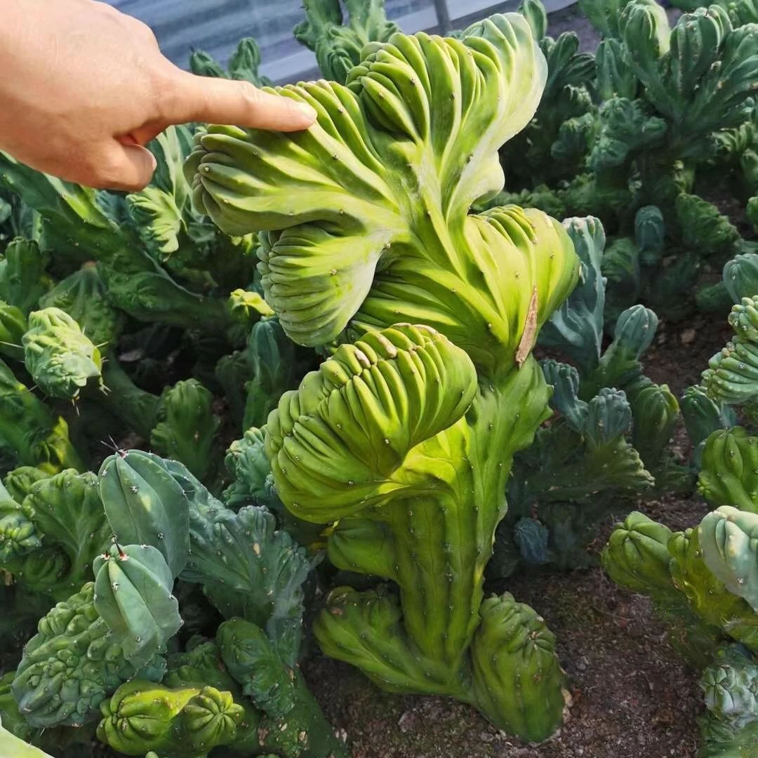 
wholesale cactus Myrtiiocactus geometrizans crista natural plant cactus tree 