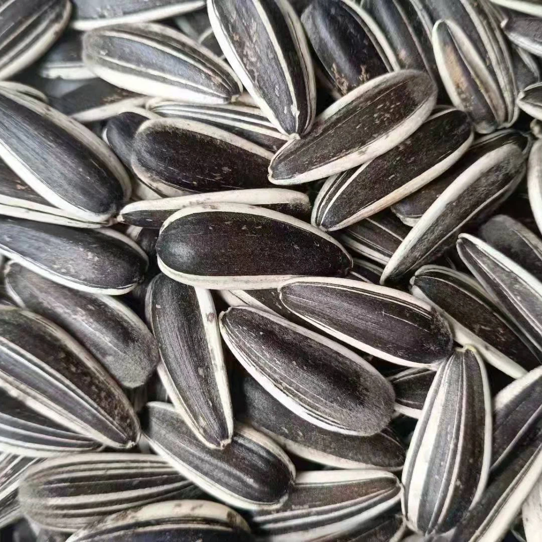 2022 Новый Урожай из Китая необработанные семена подсолнечника