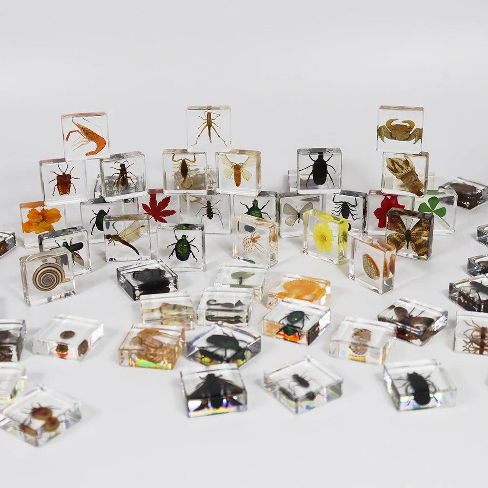 Teaching Aids Sea Anemone Sample for School Insect Resin Specimens Resin Specimen for Collection