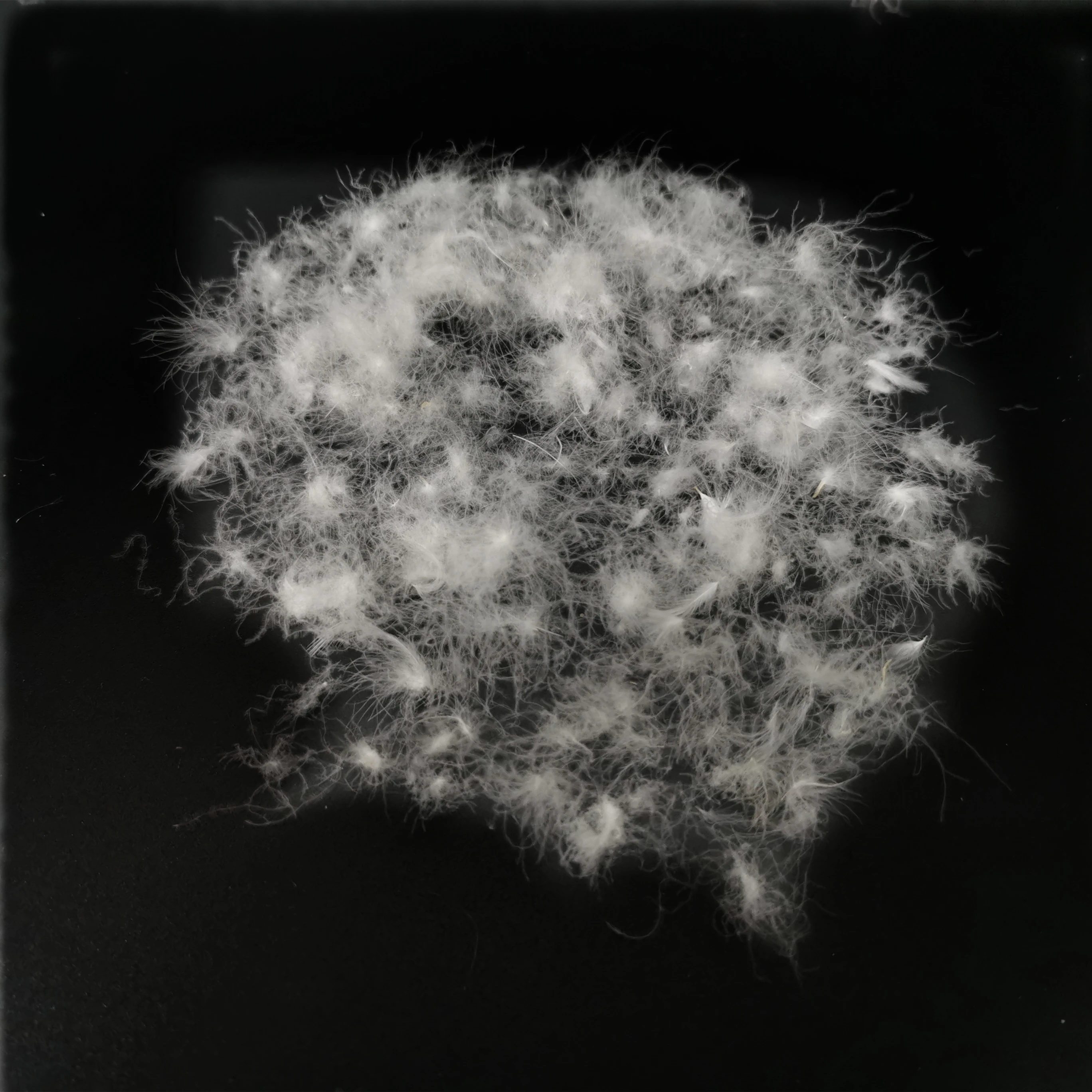 
2019 Factory Price 93% Washed Muscovy Pure White Used Down Feather For Pillow 