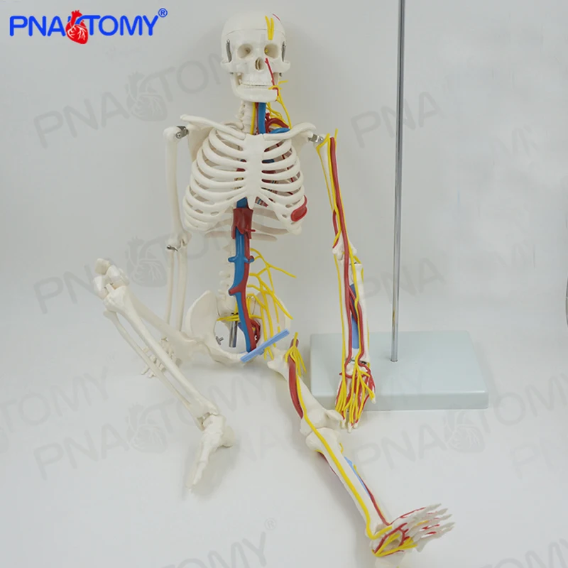85CM Human Skeleton Model with Blood Vessel,Nerves and Heart Brain Skeletal System Anatomical Tool Medical Sciences