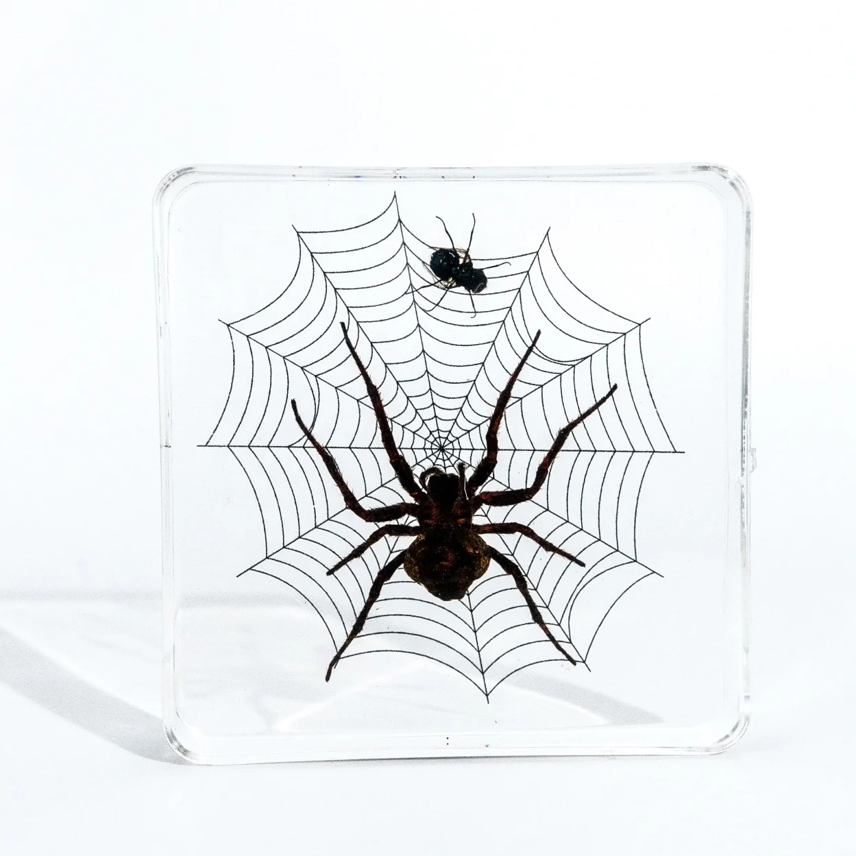Halloween Real Spider Web Decoration real resin specimen paperweight Embedded Specimen Block Toys for Preschool Halloween gifts