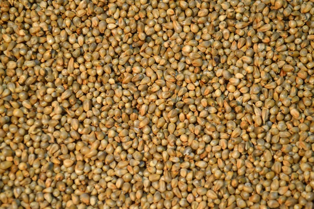 
GREEN MILLET ORIGIN INDIA FROM NIK-MAY EXPORTS LLP 