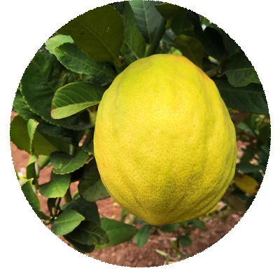 2021 fresh Hybrid Fruit Citrus medica Seeds For Growing fruit seeds