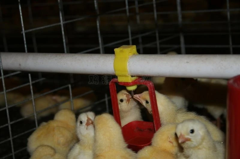 Floor Type Poultry Management Feeder with Automatic Feeding System