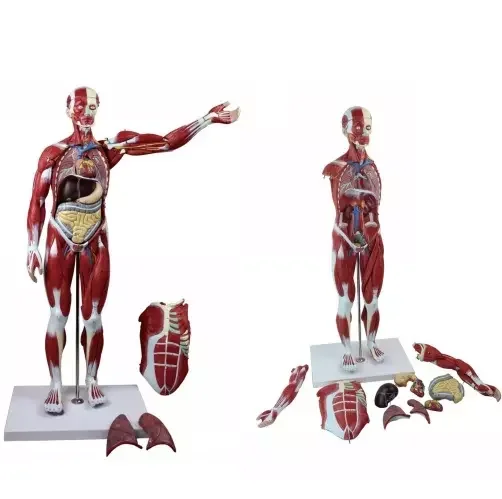27 Parts 80CM Height Human Muscular Muscle Figure Model Medical Sciences