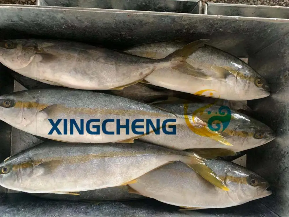 
Seafrozen Yellowtail Fish WR(Seriola quinqueradiata) Size:500-1000g/pc Hot Sale 