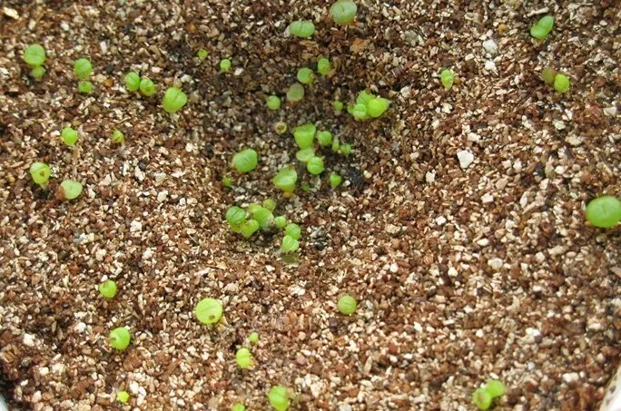 Fireproofing Vermiculite powder for spray coating fire protection