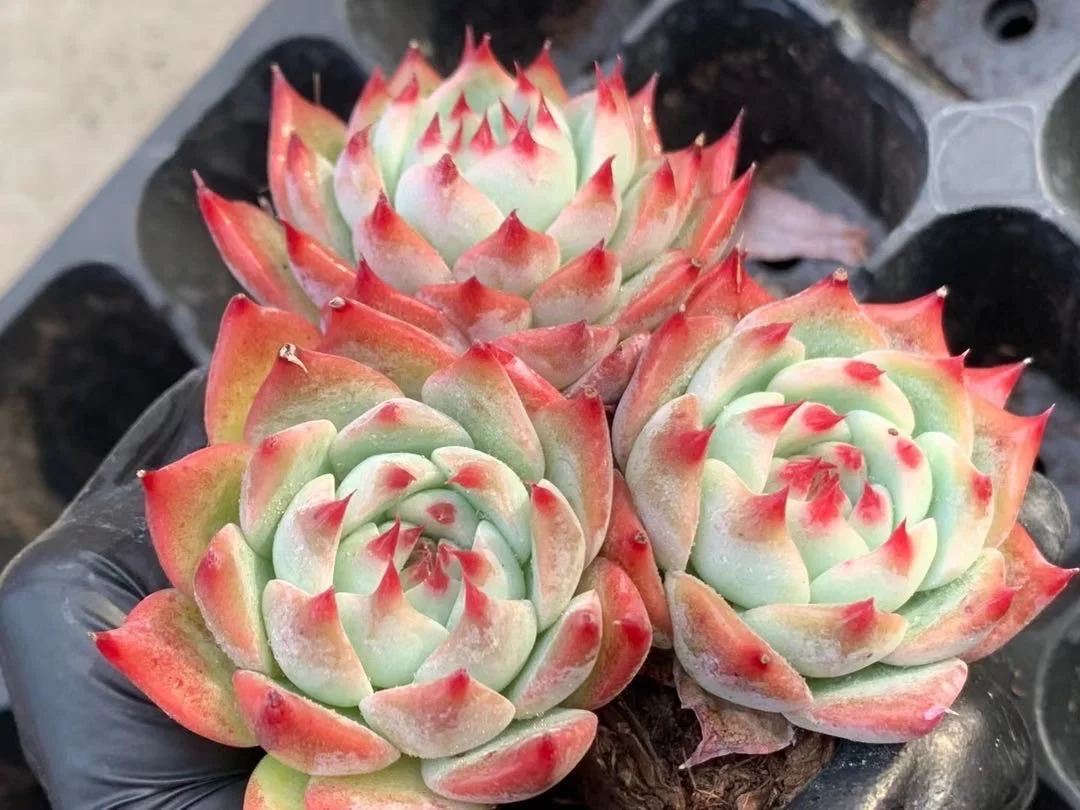 Wholesale indoor home decorative live plant succulent