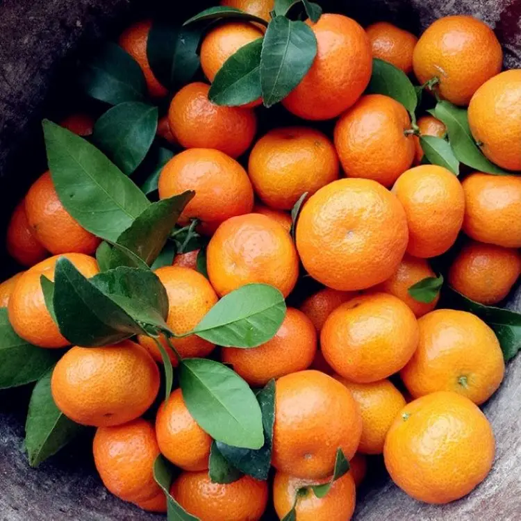 New Crop fresh navel oranges fresh oranges  mandarin fruits sweet taste sugar baby mandarin