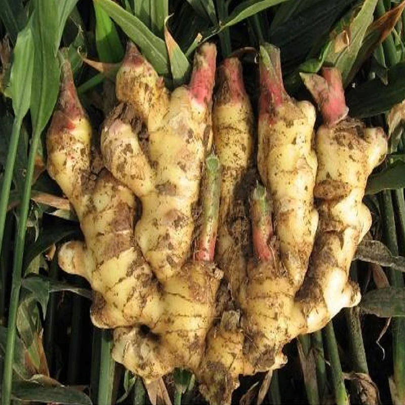 Available In Stock From Chinese For Sale At Good Prices Buy Newest Crop Fresh Ginger Vegetable
