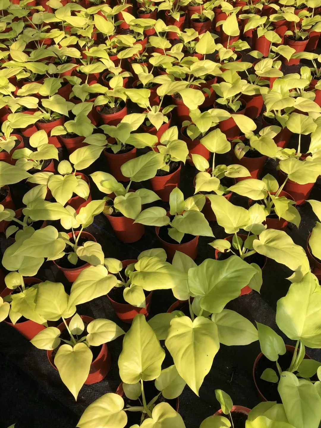 Оптовая продажа горячая Распродажа натуральное живое растение Calathea gold warplace