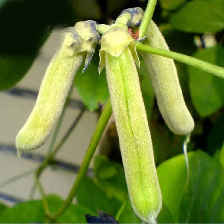 Herb 100% natural l-dopa mucuna pruriens extract 99%