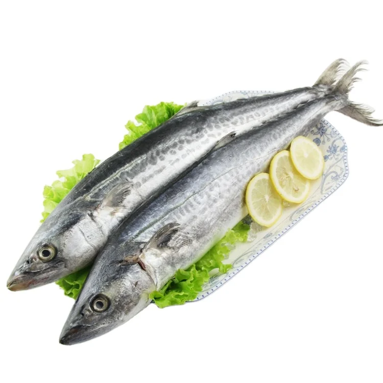 Attractive Price New Type Wholesale Seafood Spanish Mackerel Chilled Fresh Food Frozen Fish