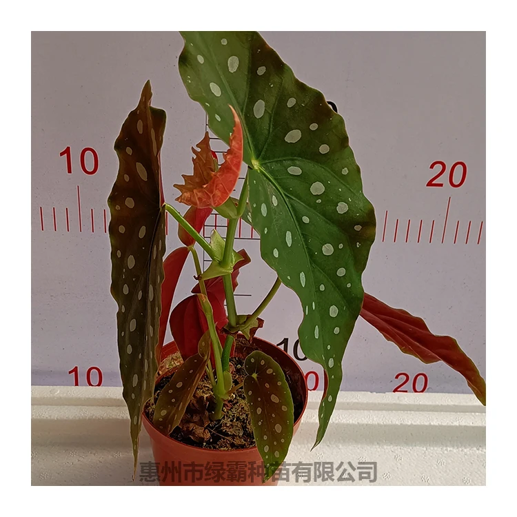 
 Красивый цвет, комнатное натуральное растение, Бегония бонсай  