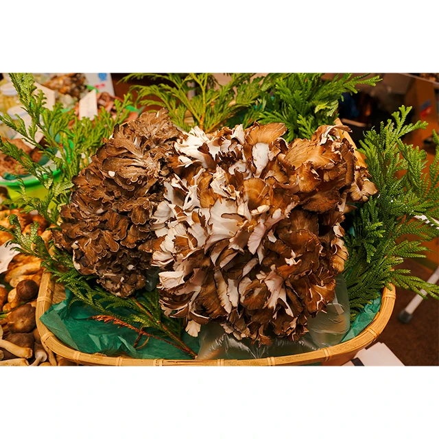 Японский Натуральный гриб мацутаке высокой свежести дикой свежести